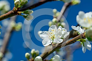 Spring withe flowers on branch. Plum tree