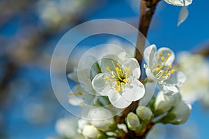 Spring withe flowers on branch. Plum tree