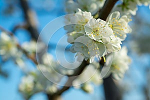 Spring withe flowers on branch. Plum tree