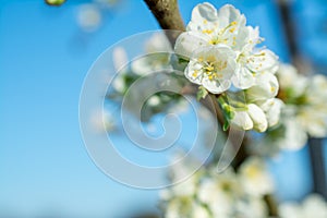 Spring withe flowers on branch. Plum tree