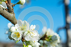 Spring withe flowers on branch. Plum tree