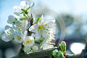 Spring withe flowers on branch. Plum tree