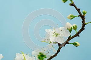 Spring withe flowers on branch. Plum tree