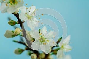 Spring withe flowers on branch. Plum tree