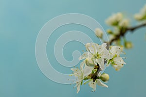 Spring withe flowers on branch. Plum tree