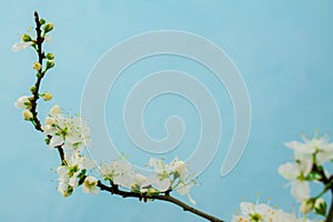 Spring withe flowers on branch. Plum tree