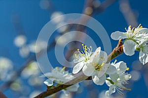 Spring withe flowers on branch. Plum tree