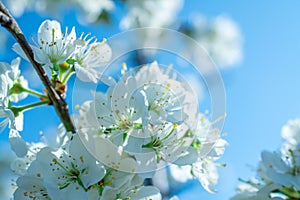 Spring withe flowers on branch. Plum tree