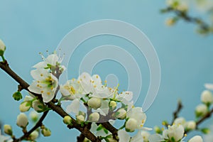 Spring withe flowers on branch. Plum tree