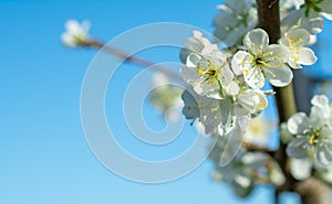 Spring withe flowers on branch. Plum tree