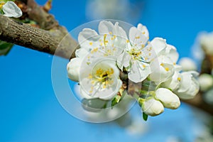 Spring withe flowers on branch. Plum tree