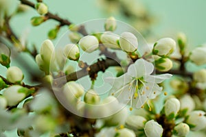 Spring withe flowers on branch. Plum tree