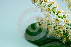 Spring withe flowers on branch. Plum tree