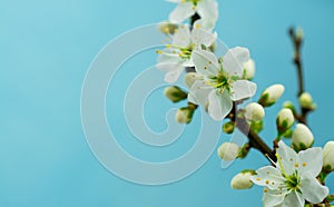 Spring withe flowers on branch. Plum tree