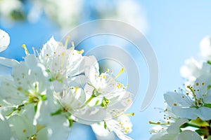 Spring withe flowers on branch. Plum tree