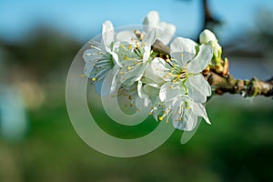 Spring withe flowers on branch. Plum tree