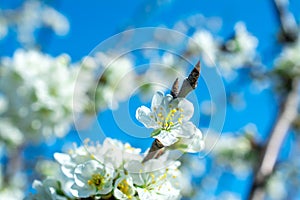 Spring withe flowers on branch. Plum tree