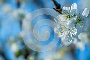 Spring withe flowers on branch. Plum tree