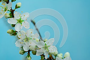 Spring withe flowers on branch. Plum tree