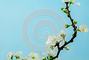 Spring withe flowers on branch. Plum tree photo