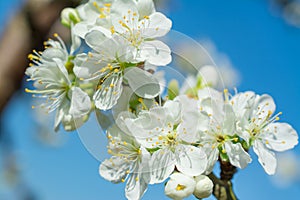 Spring withe flowers on branch. Plum tree