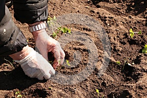 In the spring, a woman plants vegetables in the garden