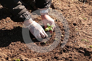 In the spring, a woman plants vegetables in the garden