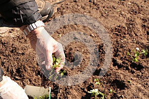 In the spring, a woman plants vegetables in the garden