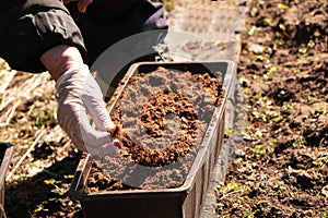 In the spring, a woman plants vegetables in the garden