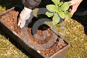 In the spring, a woman plants vegetables in the garden