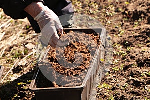 In the spring, a woman plants vegetables in the garden