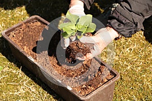 In the spring, a woman plants vegetables in the garden