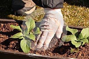 In the spring, a woman plants vegetables in the garden