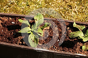 In the spring, a woman plants vegetables in the garden