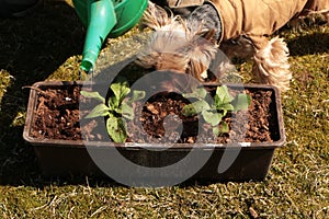 In the spring, a woman plants vegetables in the garden and waters them from a watering can