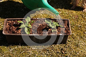 In the spring, a woman plants vegetables in the garden and waters them from a watering can