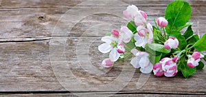 Spring wood background with Apple Flowers