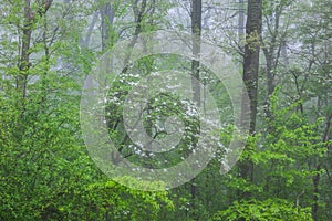 Spring Woodland in Fog with Dogwood