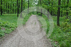 Spring woodland with path and Oak trees