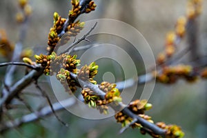 In the spring woods. Abstract natural background