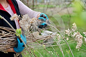 Hands of female gardener in gloves with secateurs pruning hydrangea bush