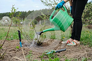 Spring work in garden, female gardener watering rose bush, soil under bush is loosened with garden tools and fertilized with