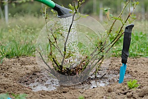 Spring work in garden, gardener watering rose bush, soil under bush is loosened with garden tools and fertilized with mineral