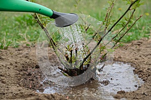 Spring work in garden, gardener watering rose bush, soil under bush is loosened with garden tools and fertilized with mineral