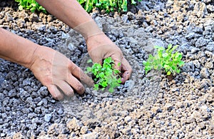 Spring work in the garden, springtime gardening.