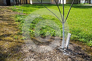 Spring work in the garden. Whitewashing of trees in spring. The young tree is whitewashed to protect against rodents