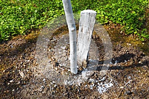 Spring work in the garden. Whitewashing of trees in spring. The young tree is whitewashed to protect against rodents