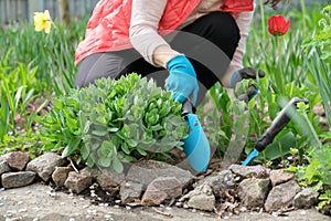 Spring work in the garden, woman hands in gloves with garden tools