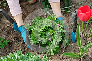 Spring work in garden, woman hands in gloves with garden tools