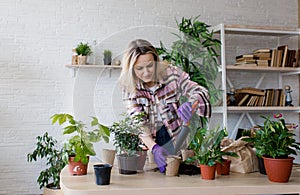 Spring work room care, houseplant renunciation. Waking up indoor plants for spring. A woman transplants a plant into a
